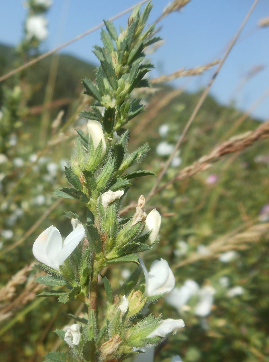 Ononis spinosa L. a fiori bianchi